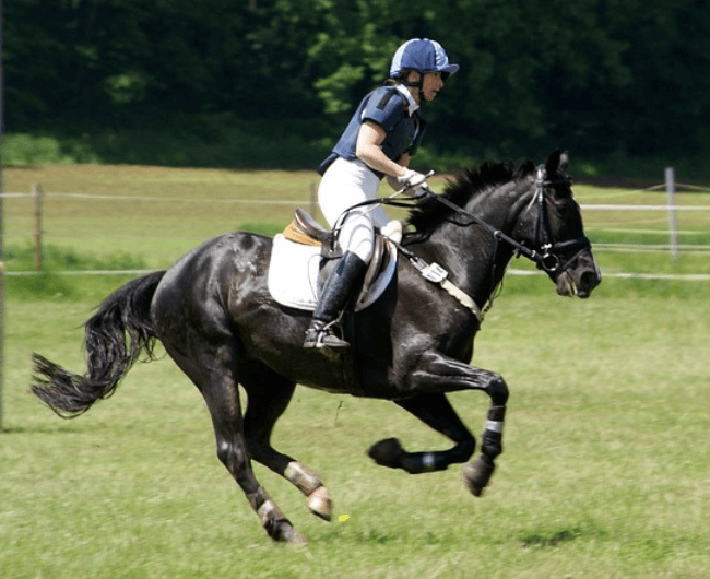 horse-riding-201702_64011.png