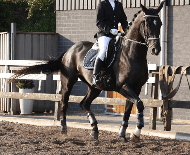 dressage-riding-1308446_64011.png